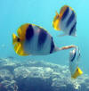 Bora Bora - butterfly fish eating pretzel - 99K