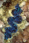 Bora Bora - giant clam lips - 147K