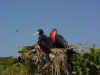 Frigate birds at Isla Isabela (61K)