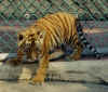 Tiger cub in Paradise Village (14K)